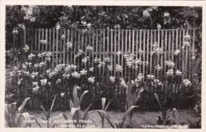 Florida Miami Vanda Trees On A Garden Fence Real Photo