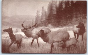 Postcard - Roosevelt Elk Group, California Academy Of Science - California