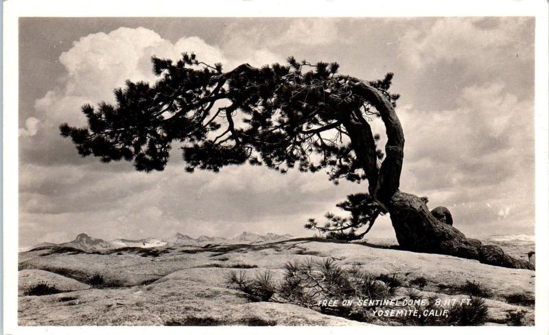 RPPC YOSEMITE NATIONAL PARK, CA     TREE on SENTINEL DOME    c1930s    Postcard