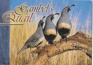 Gambel's Quail Birds Found in the Southwestern Deserts  4 by 6