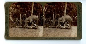 476194 1903 year Ceylon elephant carrying palm log Underwood STEREO PHOTO