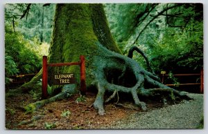 California~Elephant Tree @ Trees Of Mystery On redwood Highway~Vintage Postcard