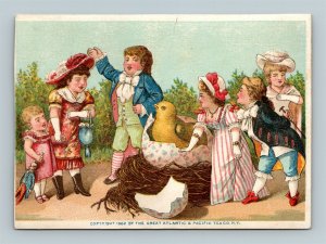 1882 Gaily Dressed Crowd Watches Bird Hatch From Giant Egg Atlantic Pacific Tea