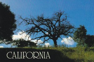 Magnificent Oak Tree Golden Hills Northern California