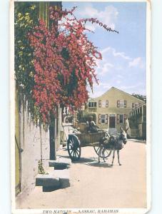 Damaged Back Old Postcard CART PULLED BY DONKEY MULE Nassau Bahamas F5484