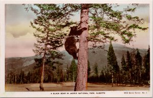 Black Bear in Tree Jasper National Park AB Alberta Spalding RPPC Postcard F72