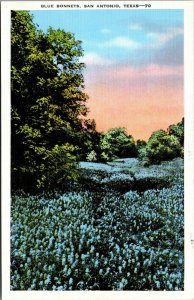 Vtg 1930s Blue Bonnets San Antonio Texas TX Unused Linen Postcard