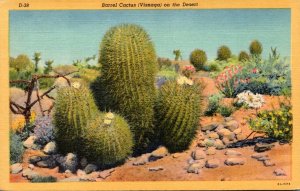 Cactus Barrel Cactus On The Desert Curteich