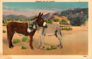 Donkeys Romance On The Desert