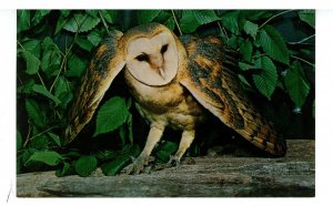 Birds - Barn Owl