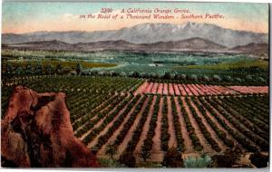 Scenic View California Orange Grove Vintage Postcard O16