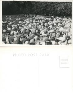 FARM SCENE w/ DUCKS ANTIQUE REAL PHOTO POSTCARD RPPC