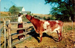 Cows Woman Feeding Cow Close Friends