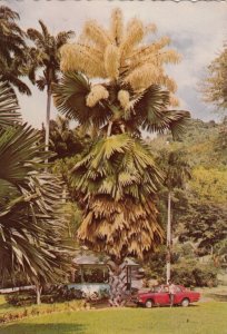 GRENADA , 1960-80 ; Talipot Palm