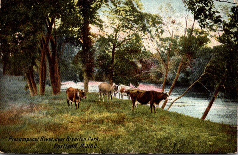 Maine Portland Cows At Presumpscot River Near Riverton Park 1908