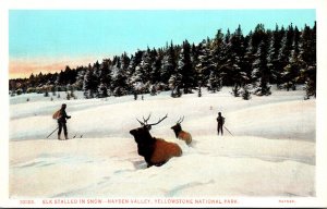 Yellowstone National Park Hayden Valley Elk Stalled In Snow Haynes Photo