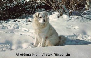 Photographer's Friend CHETEK, WISCONSIN Collie Spitz Dog Tippy '60s Postcard