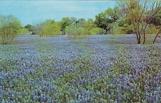 Bluebonnet San Antonio Texas