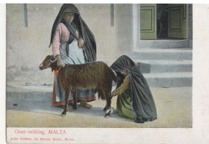 Maltese Lady Ladies Goat Milking In Malta Old Postcard