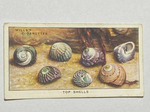 CIGARETTE CARD - WILLS SEA-SHORE #20 TOP SHELLS    (UU53)