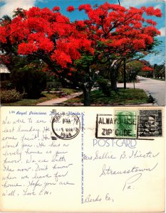 Poinciana Trees (23530