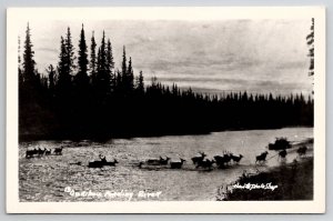 RPPC Alaska Caribou Fording River Elk Crossing Postcard J22