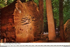 California Calaveras Big Trees State Park Giant Felled Tree 100 Years Old