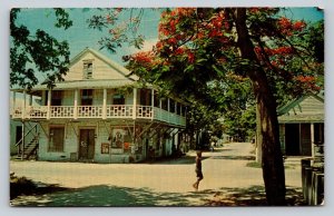 Royal Poinciana Blooms in KEY WEST Florida Vintage Postcard 0647