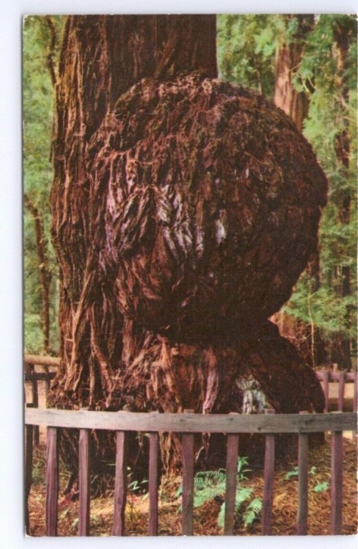 Giant Burl, Big Trees Park, Santa Cruz County, California, Vintage 1966 Postcard