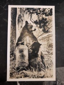 Mint Canada Real Picture Postcard grizzly bear Mom