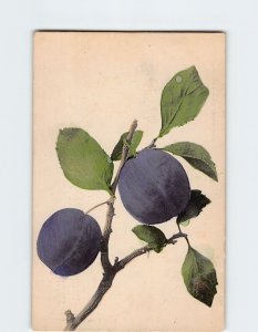 Postcard Greeting Card with Plums Art Print