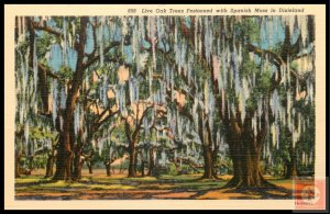 Live Oak Trees Festooned with Spanish Moss in Disieland