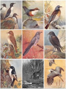 Birds Dipper Cuckoo Lake Art etc lot of 9 postcards B897