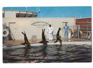 Marineland of the Pacific Ocenarium Seal Stadium California