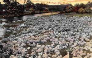 Washington Sheep Ranch Herd Flock 1910c postcard