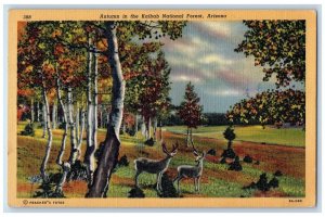 1947 Autumn In The Kaibab National Forest Grand Canyon Arizona AZ Postcard