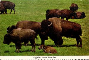 South Black Hills Dakota Custer State Park Buffalo Herd