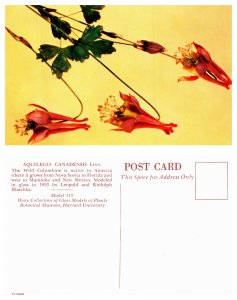 Wild Columbine (26628