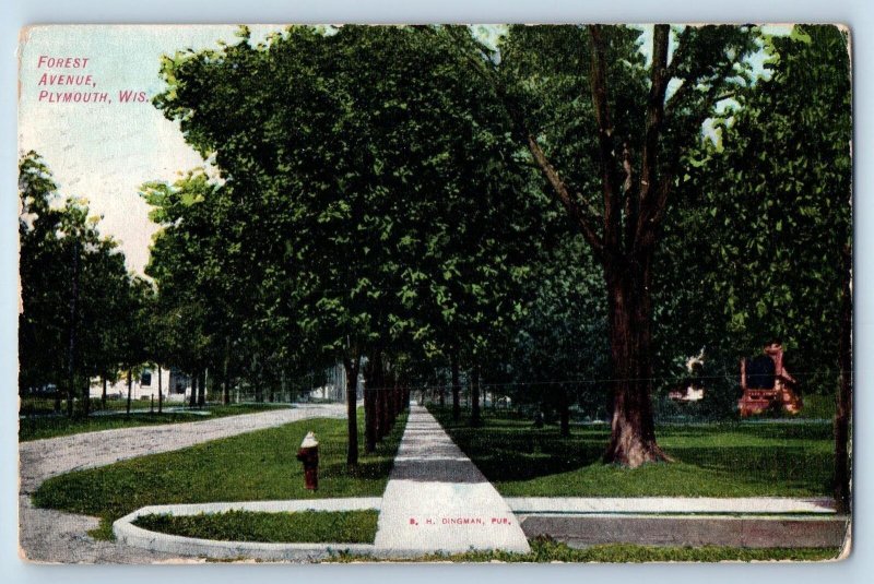 1914 Forest Avenue Trees Dirt Road Pathways Plymouth Wisconsin Antique Postcard