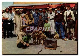 Postcard Modern Morocco Picturesque Trainer monkeys