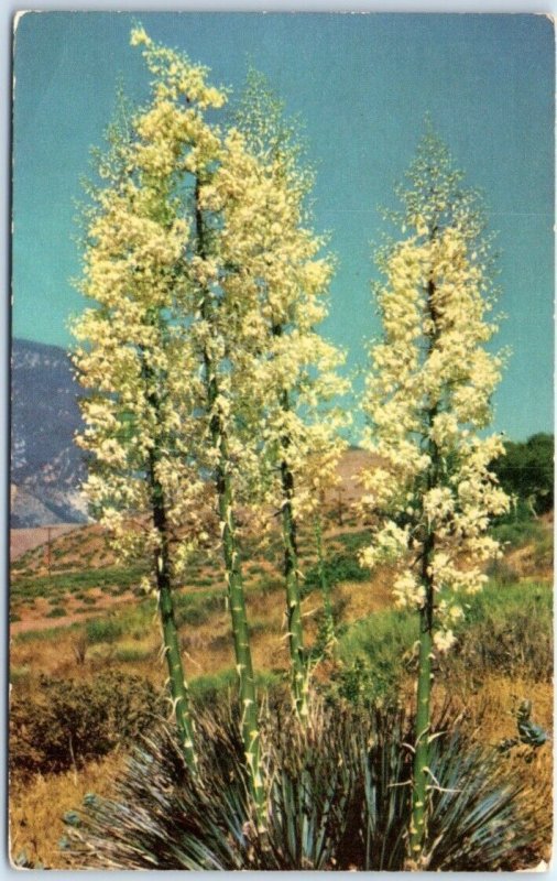 Postcard - Desert Yucca In Bloom - Arizona