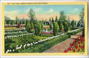 Tulip Time, Lambert Garden, Portland OR