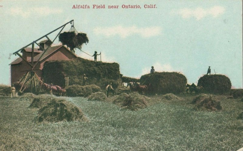 ONTARIO, California, 1900-10s; Alfalfa Field