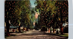 An Avenue of Pepper Trees, California Pan-Pac Expo Vintage Postcard N48