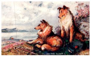 Dog ,   SCotch Collie pair