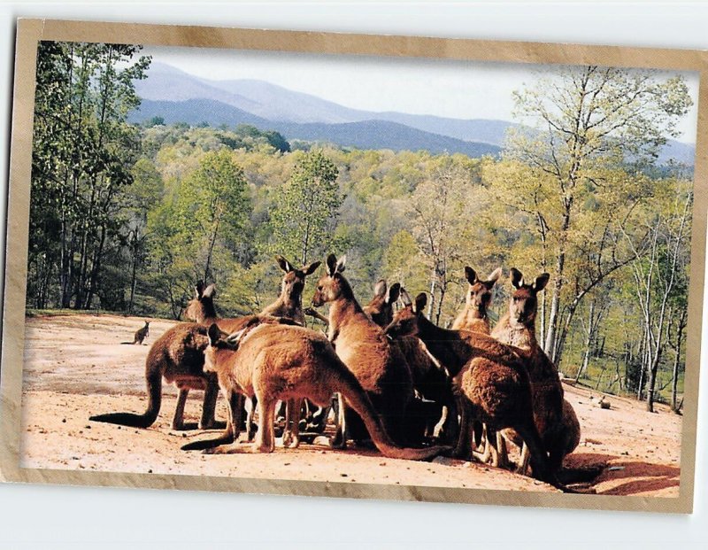 Postcard Kangaroos Kookaburras & Boomerangs Kangaroo Conservation Center Georgia