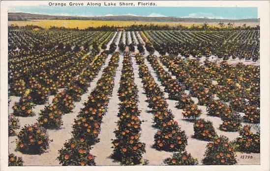 Florida Orange Grove Along Lake Shore 1924