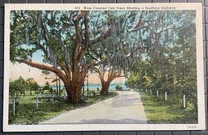 Vintage Postcard 1931 Moss Covered Tree, Southern Highway, North Carolina (NC)