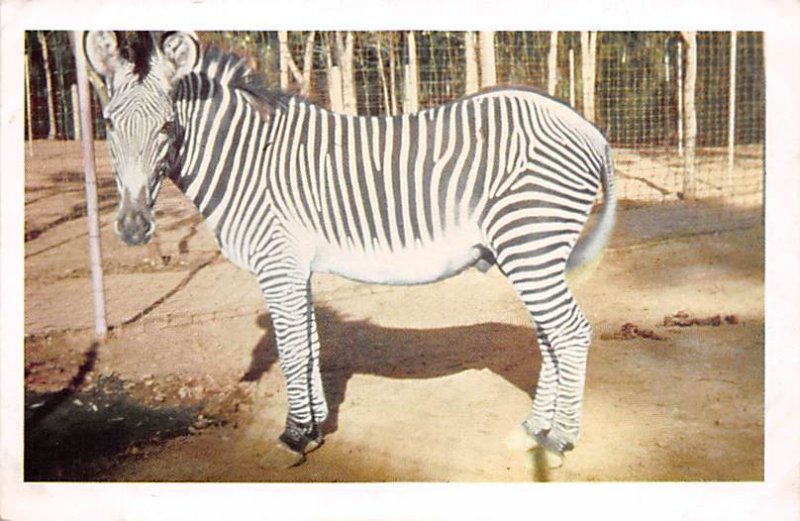 Grevy's Zebra, Africa San Diego, California, USA Unused 