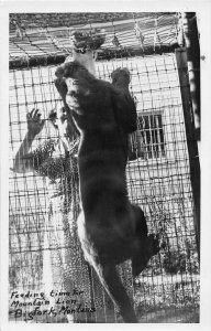 H58/ Bigfork Montana RPPC Postcard c50s Feeding Caged Mountain Lion